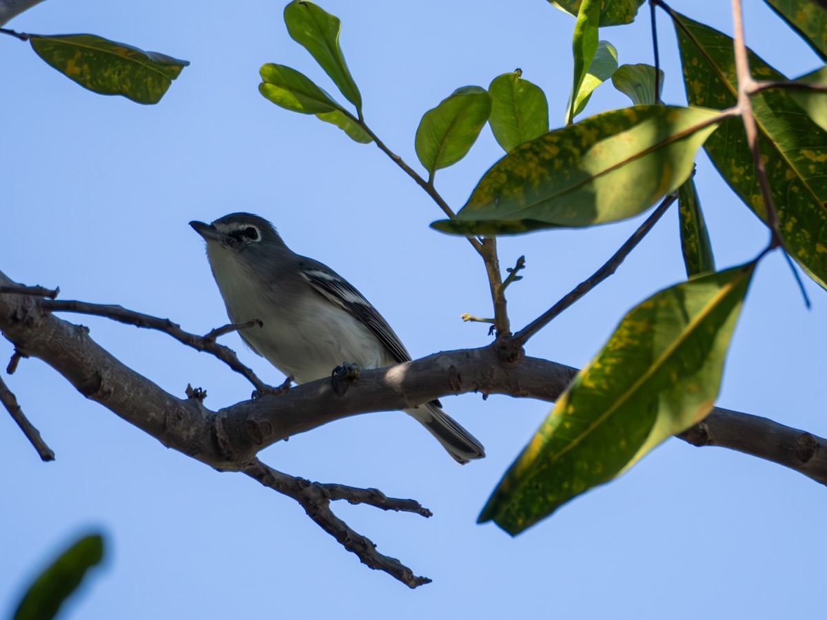 Plumbeous Vireo - ML643794167