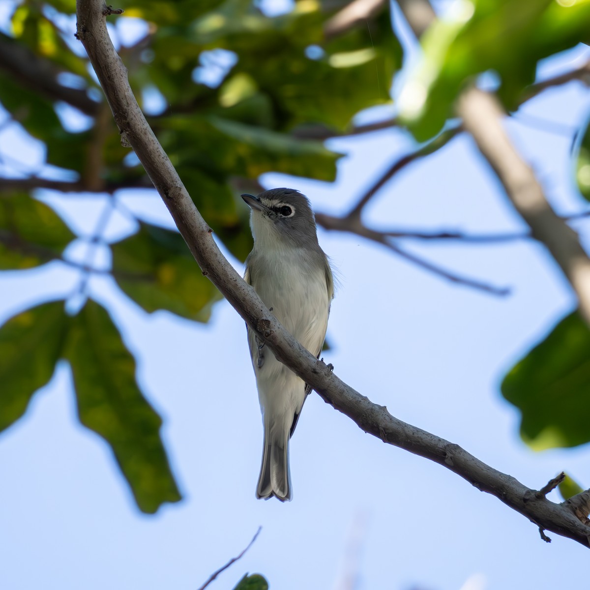Plumbeous Vireo - ML643794168