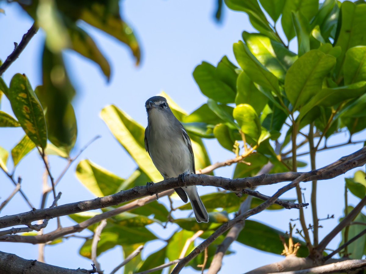 Plumbeous Vireo - ML643794169