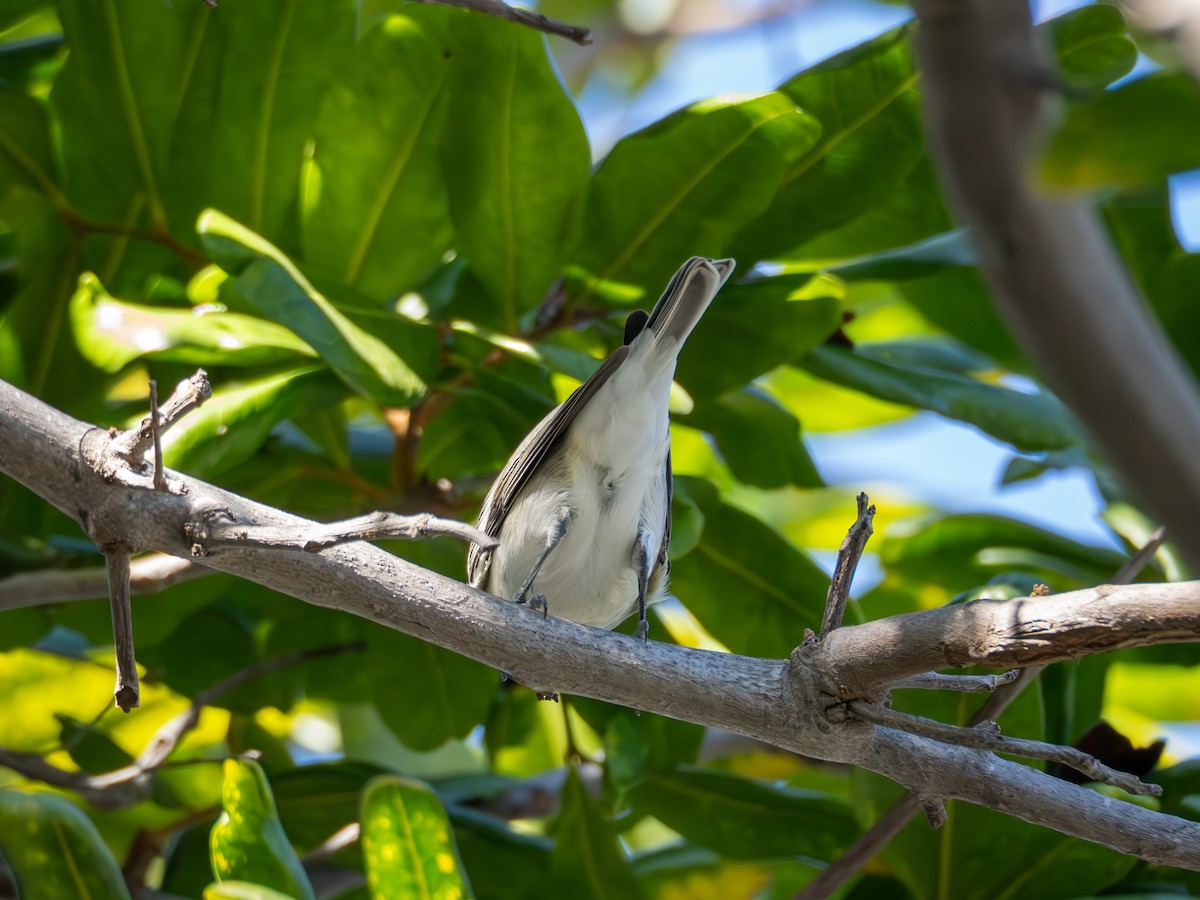 Plumbeous Vireo - ML643794170