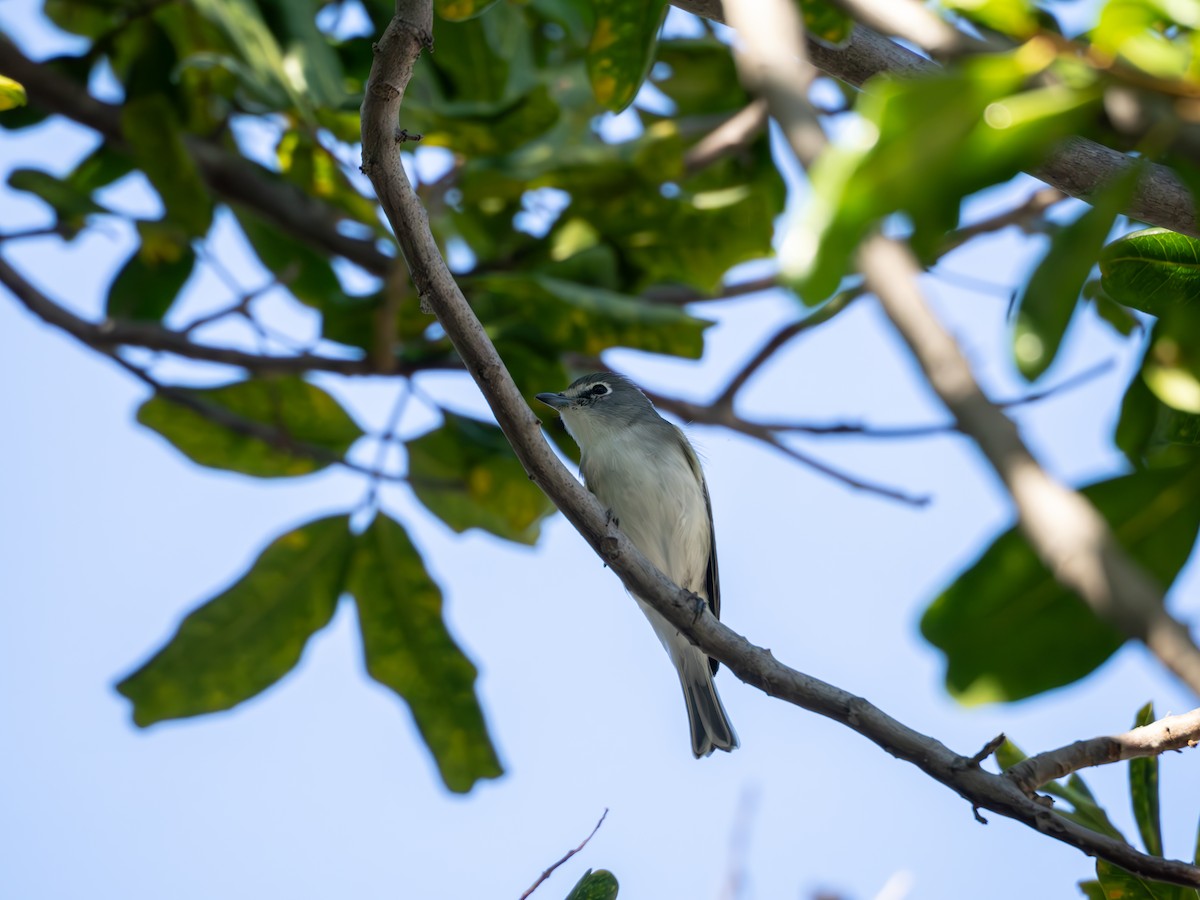 Plumbeous Vireo - ML643794172