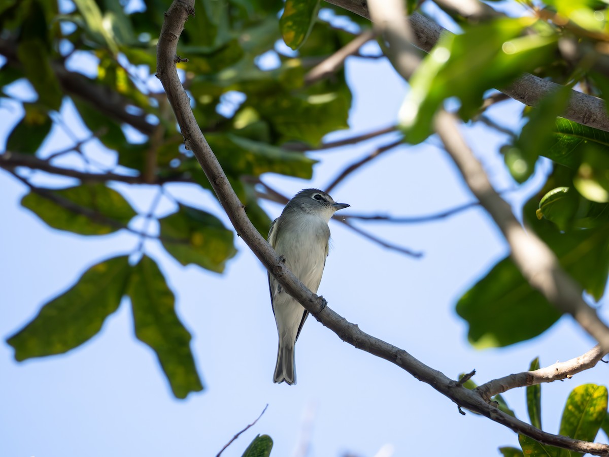 Plumbeous Vireo - ML643794173