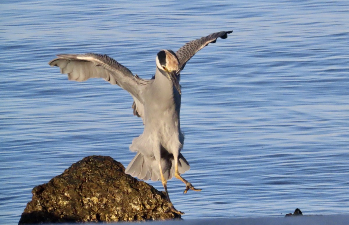 Yellow-crowned Night Heron - ML643794181