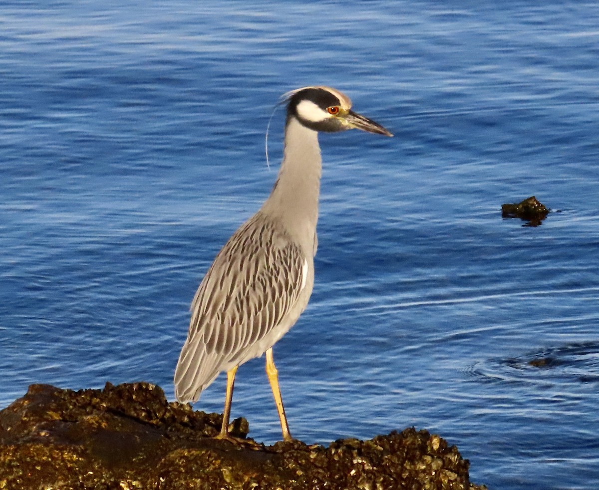 Yellow-crowned Night Heron - ML643794197