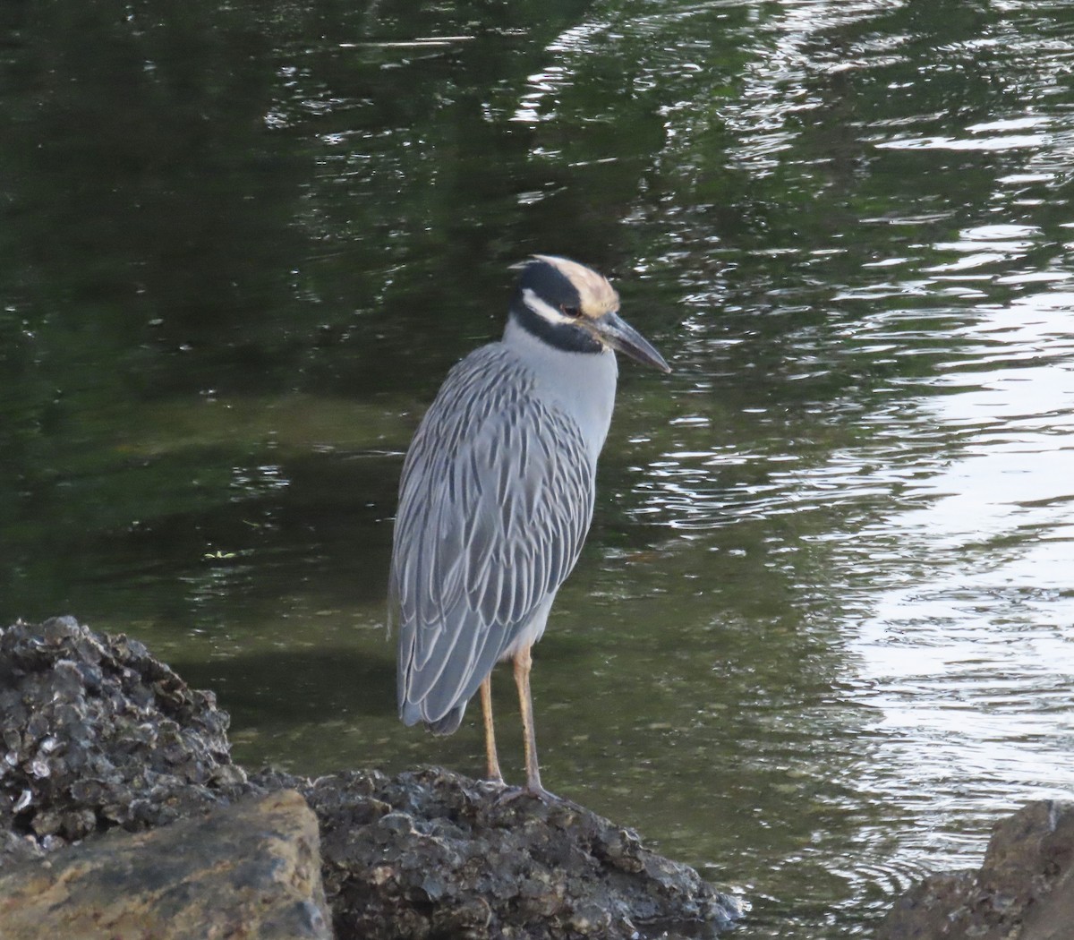 Yellow-crowned Night Heron - ML643794198