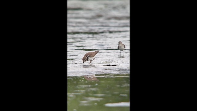 חופמי אמריקני - ML643794204