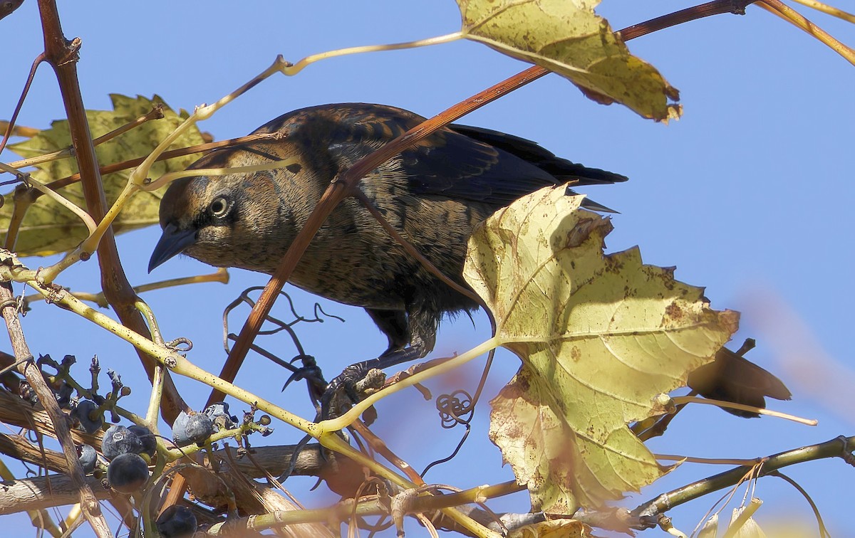 Rusty Blackbird - ML643794210