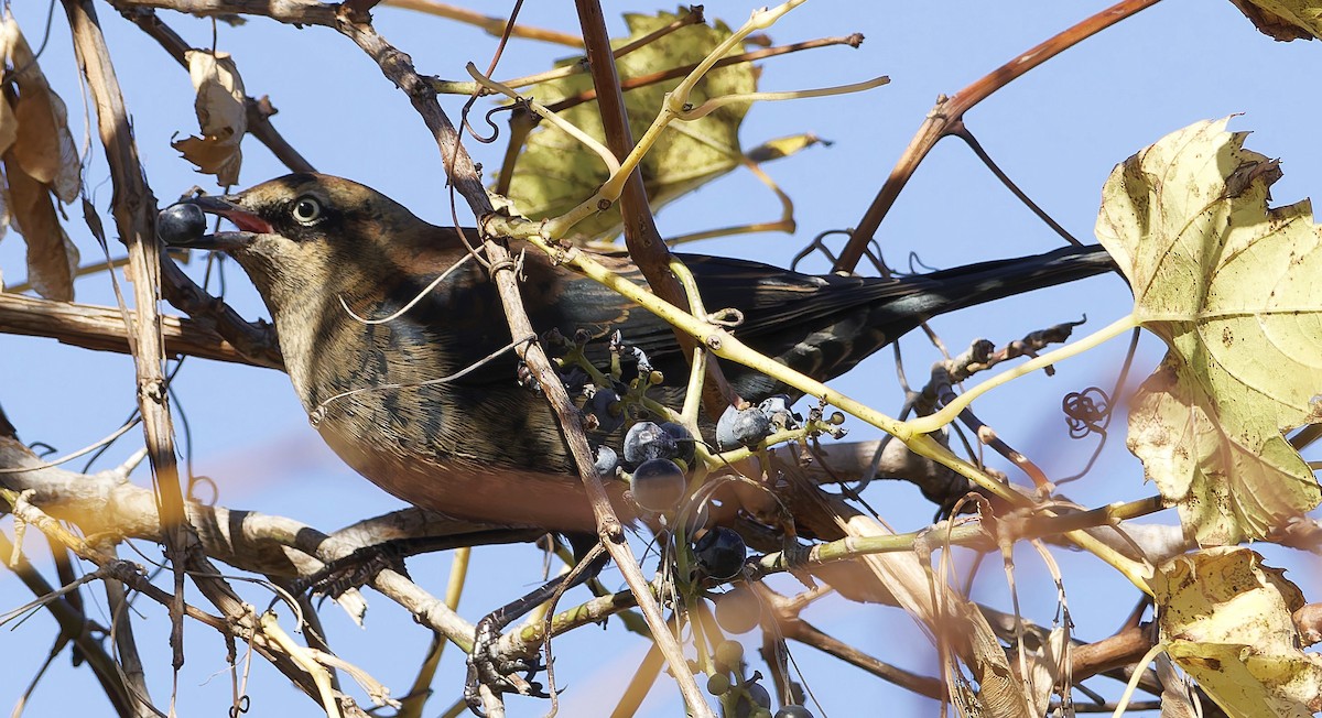 Rusty Blackbird - ML643794226