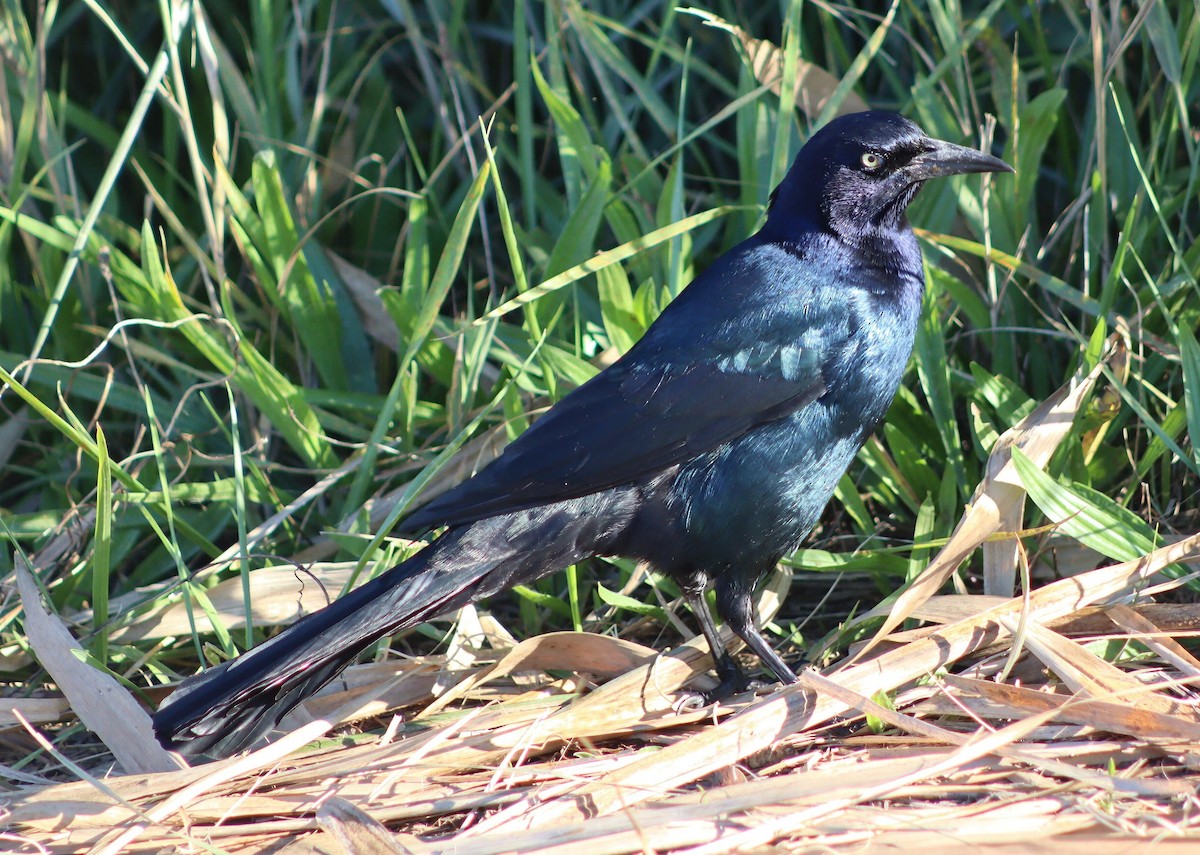 Boat-tailed Grackle - ML643794239