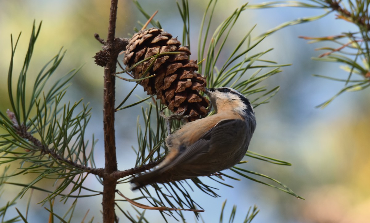 Red-breasted Nuthatch - ML643794249