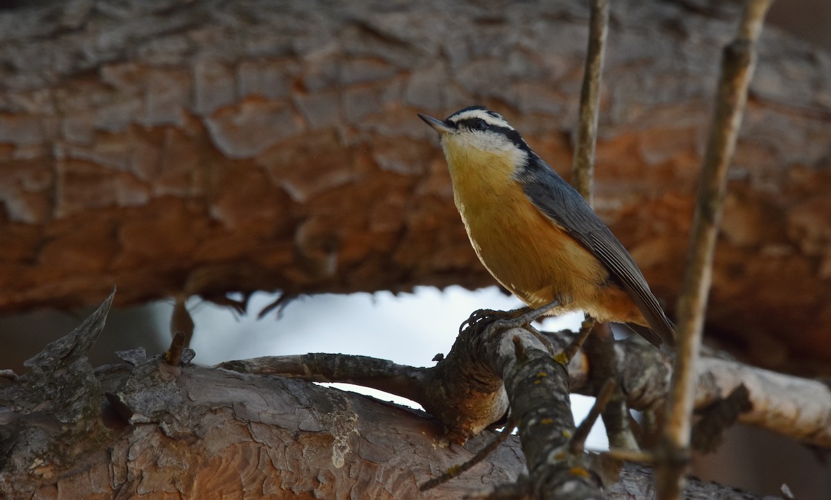 Red-breasted Nuthatch - ML643794251