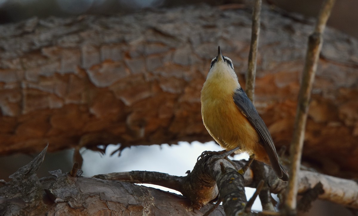 Red-breasted Nuthatch - ML643794252