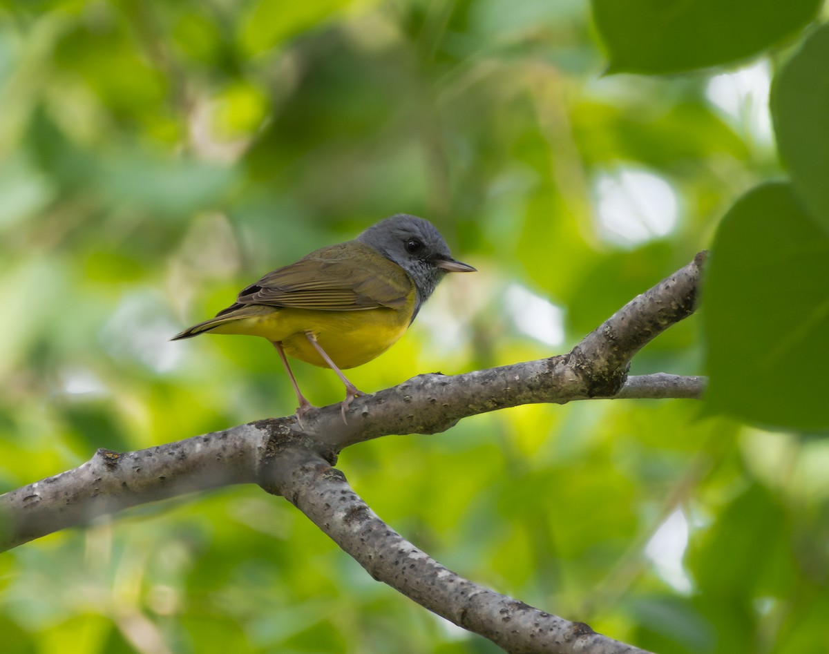 Mourning Warbler - ML643794260