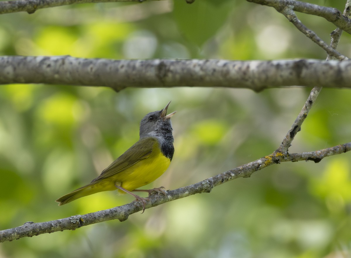 Mourning Warbler - ML643794261