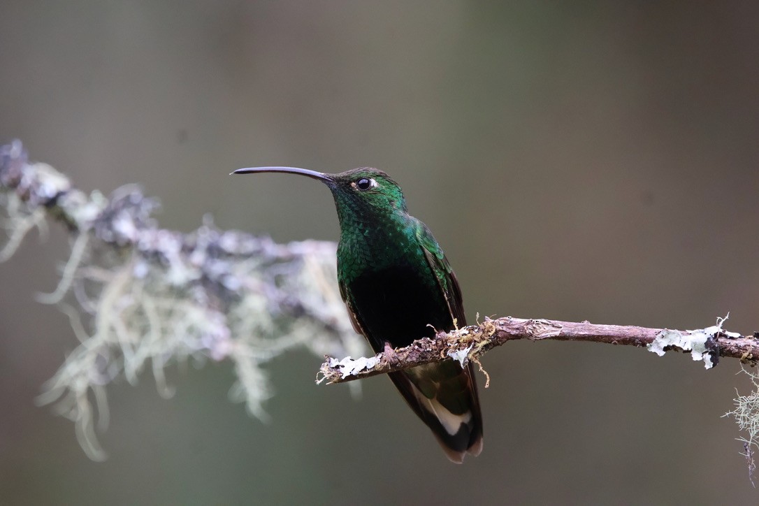 Mountain Velvetbreast - ML643794288