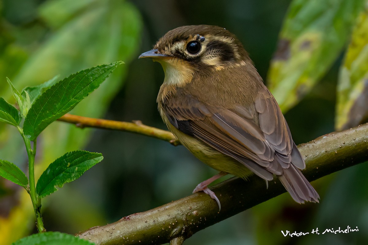 Gelbscheitel-Spatelschnabeltyrann - ML643794296