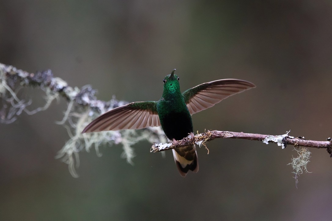 Mountain Velvetbreast - ML643794297