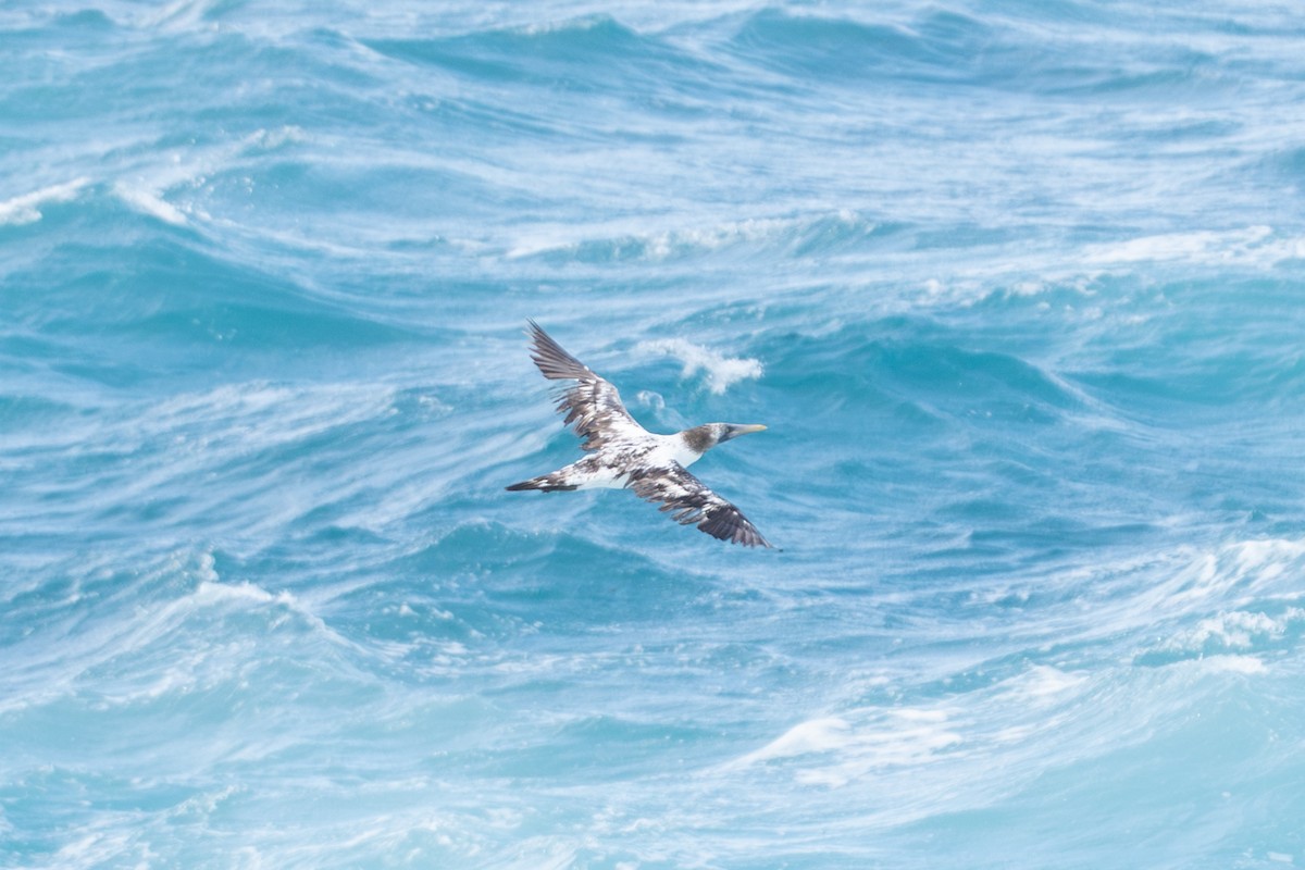 Nazca Booby - ML643794322