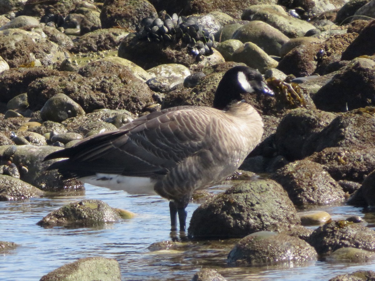 Cackling Goose - ML643794323