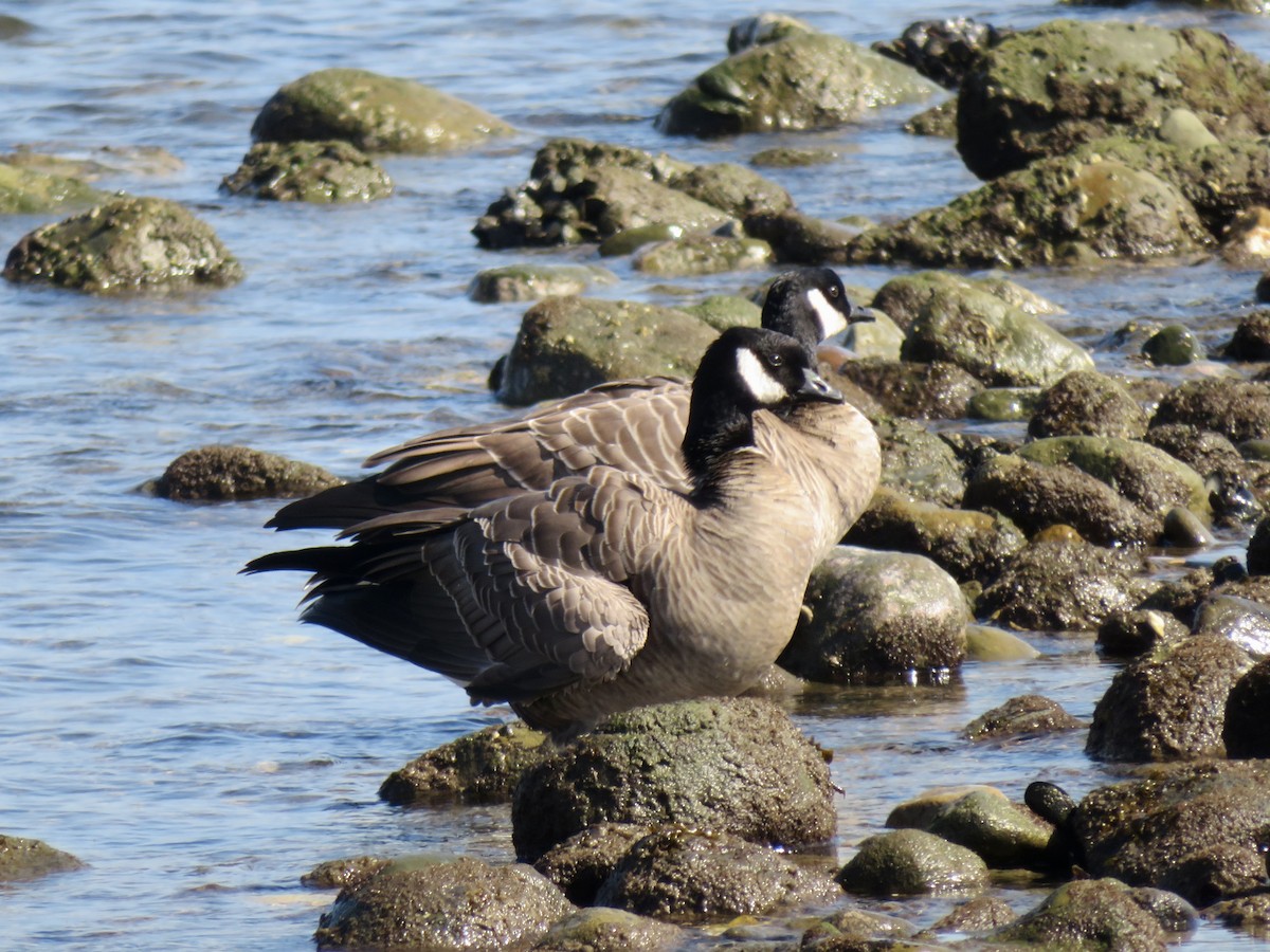 Cackling Goose - ML643794324