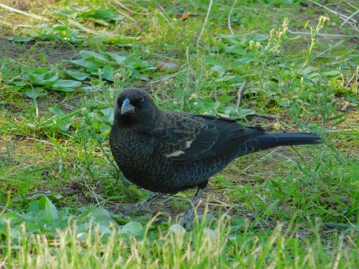 Tricolored Blackbird - ML643794330