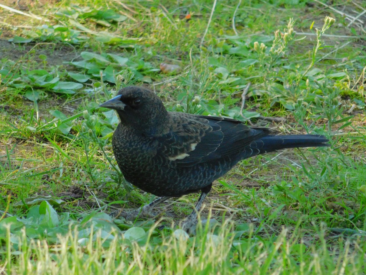 Tricolored Blackbird - ML643794331