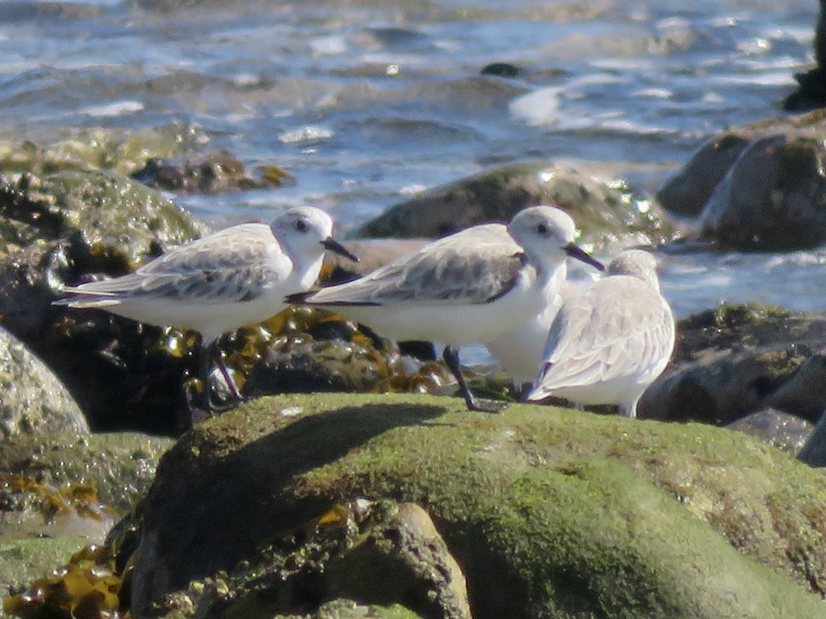 Sanderling - ML643794332