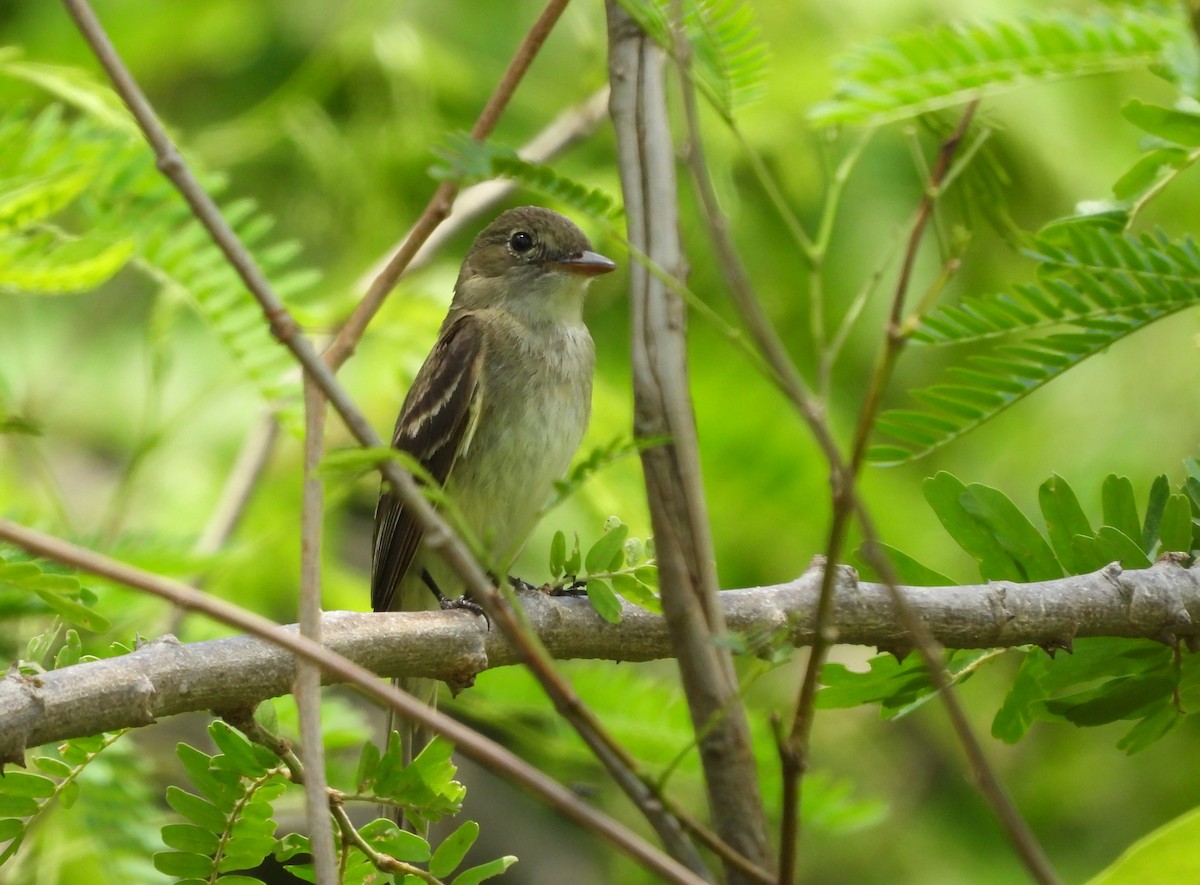 Alder Flycatcher - ML643794337