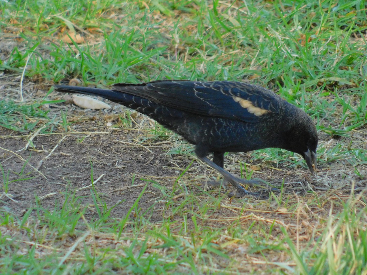 Tricolored Blackbird - ML643794339