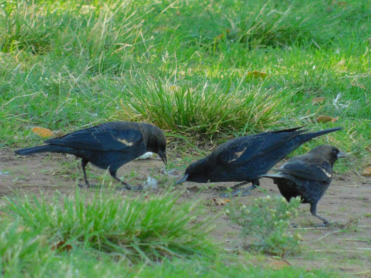 Tricolored Blackbird - ML643794343