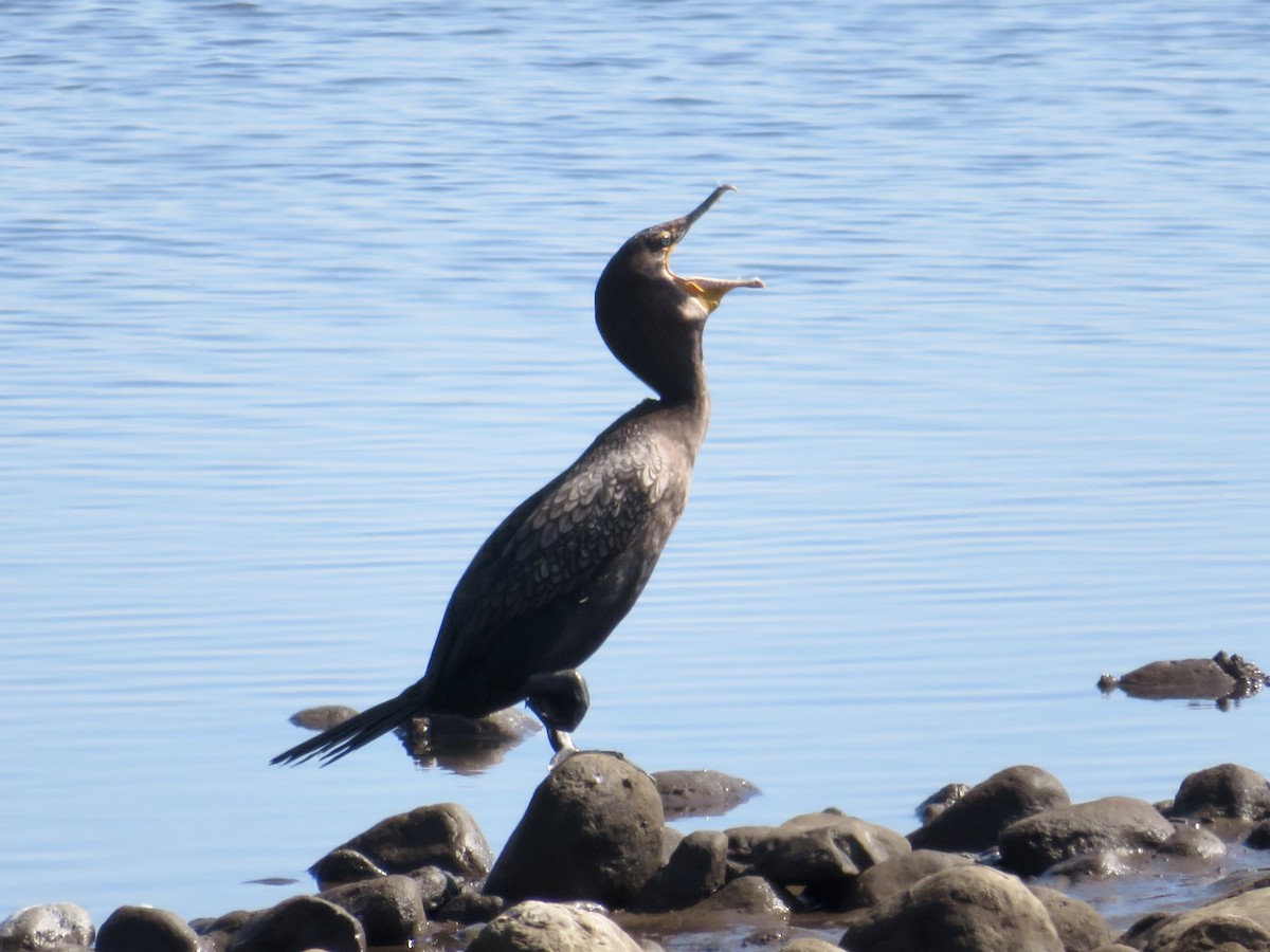 Double-crested Cormorant - ML643794350