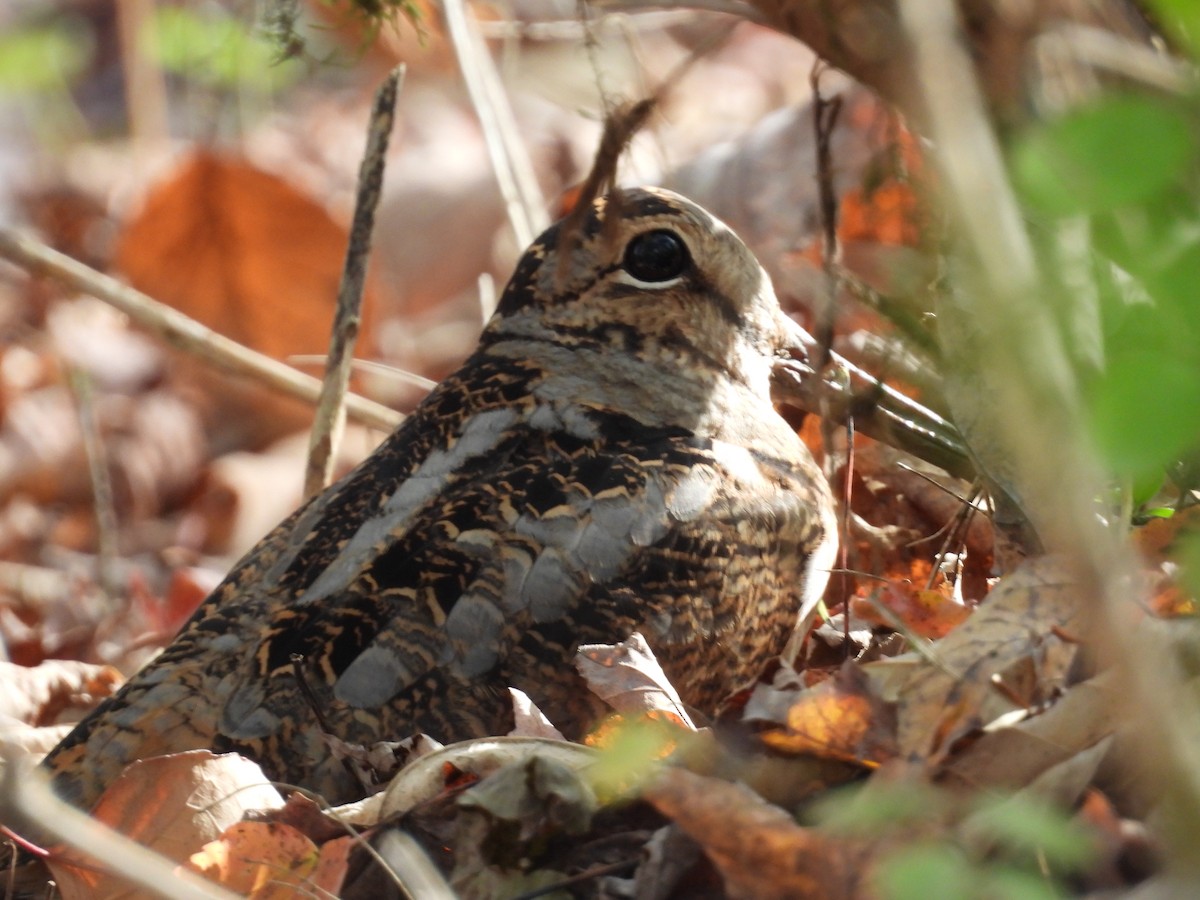 American Woodcock - ML643794358