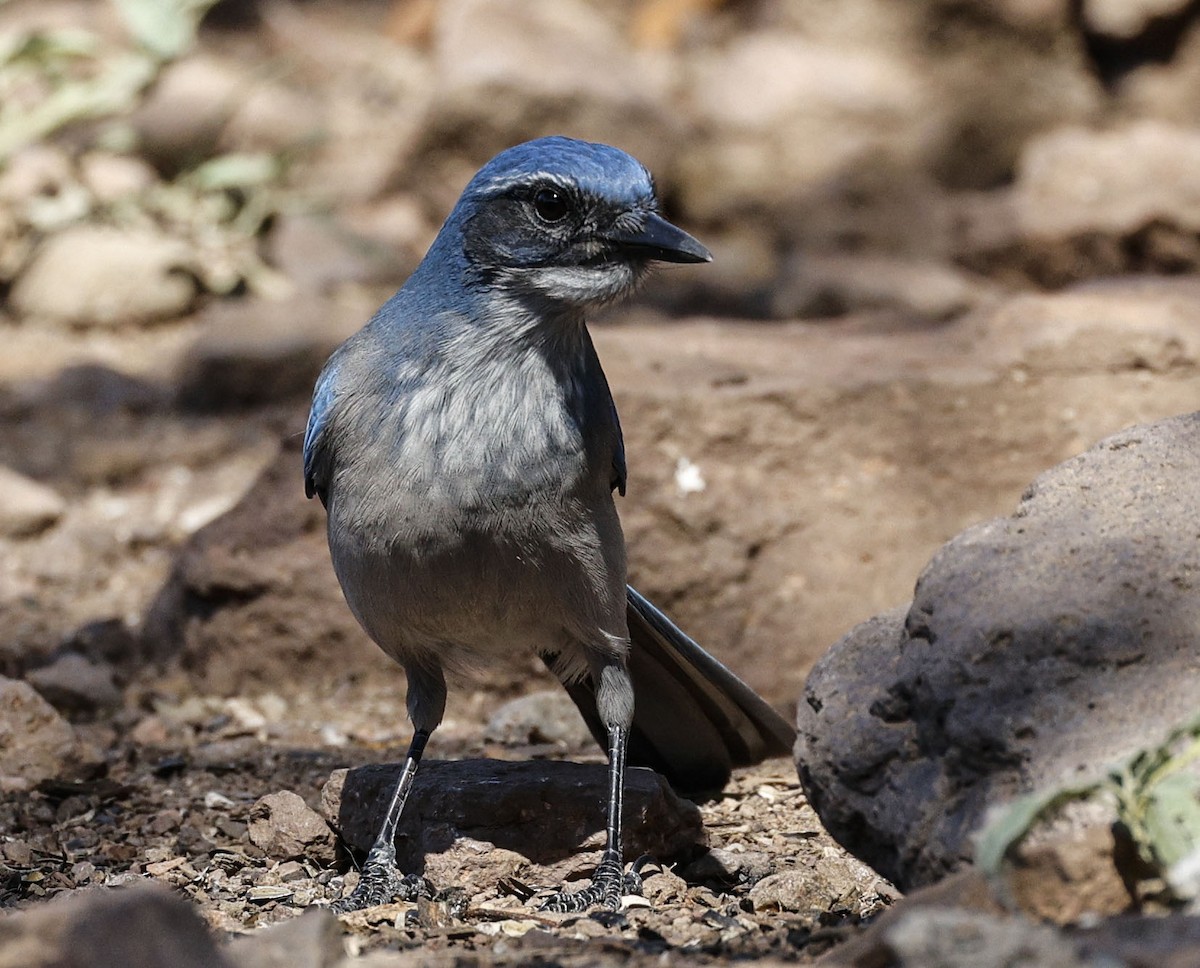 Woodhouse's Scrub-Jay - ML643794363