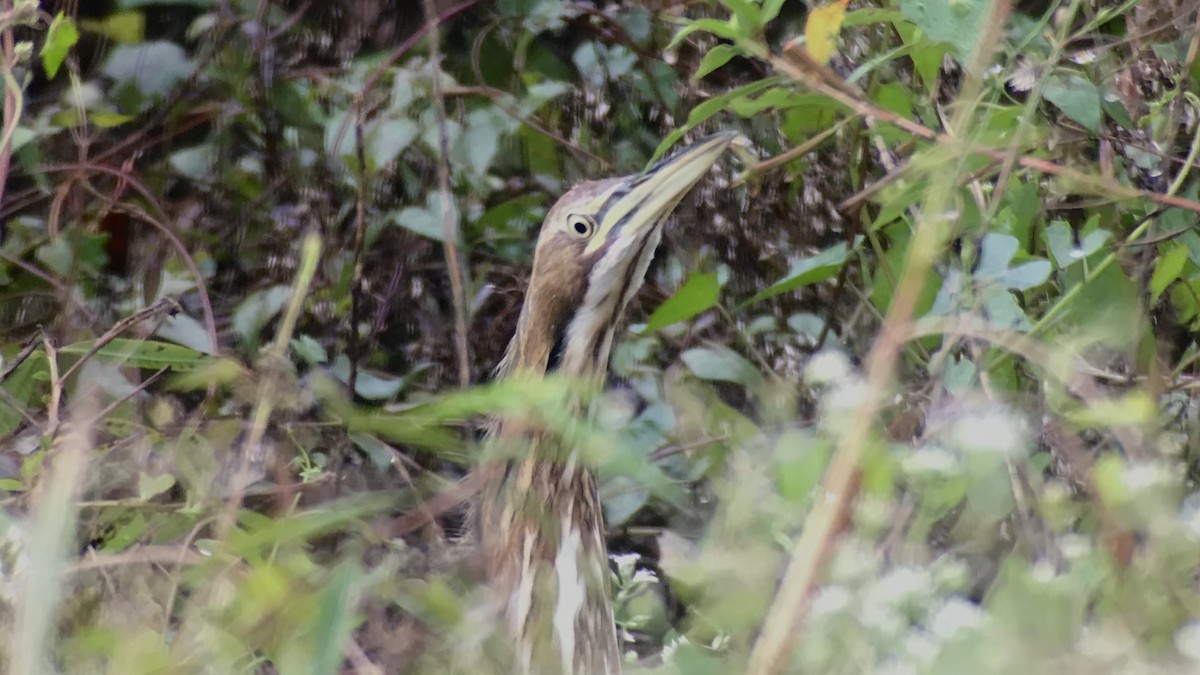 American Bittern - ML643794364