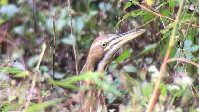 American Bittern - ML643794366