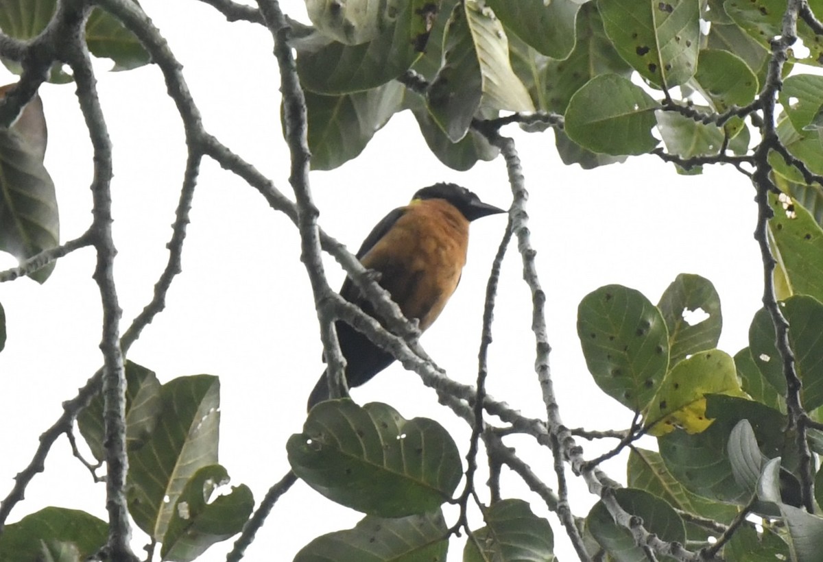 Yellow-mantled Weaver - ML643794384