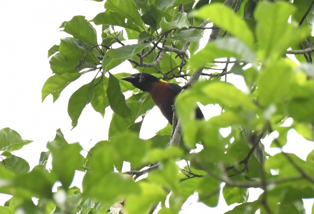 Yellow-mantled Weaver - ML643794386