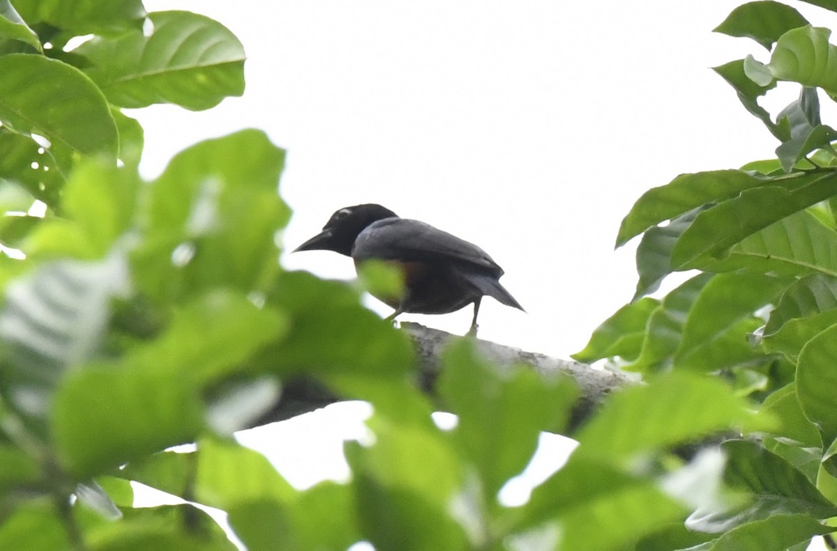 Yellow-mantled Weaver - ML643794391
