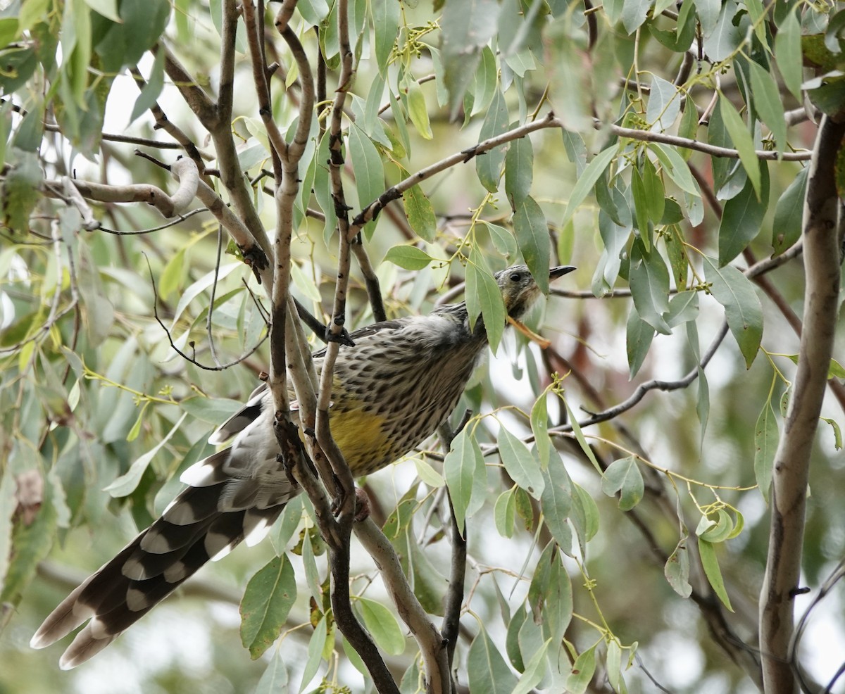 Yellow Wattlebird - ML643794393