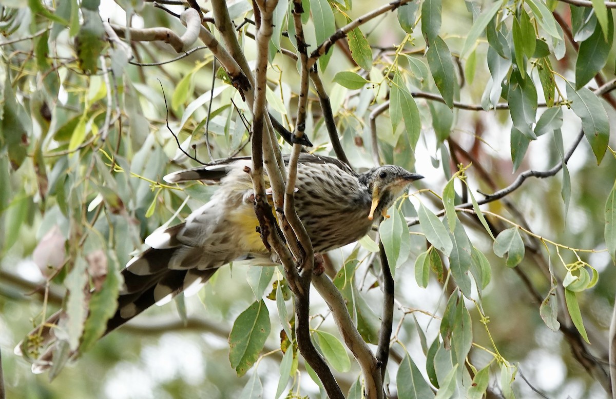 Yellow Wattlebird - ML643794394