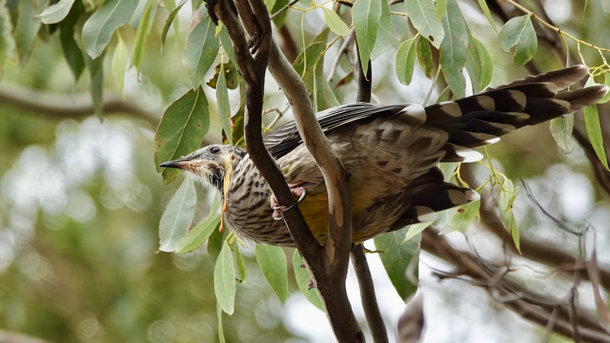 Yellow Wattlebird - ML643794395