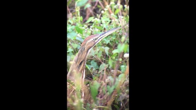 American Bittern - ML643794396