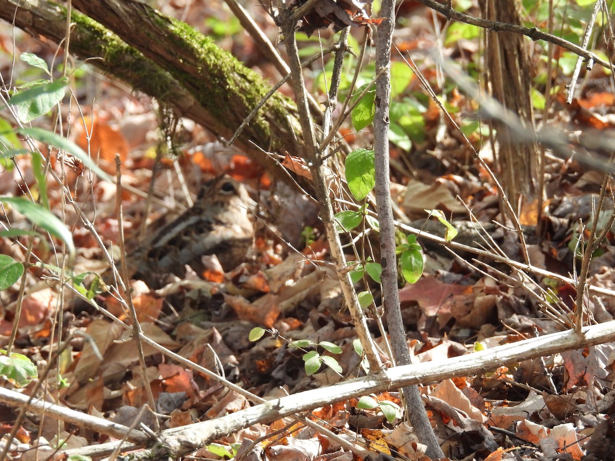 American Woodcock - ML643794403