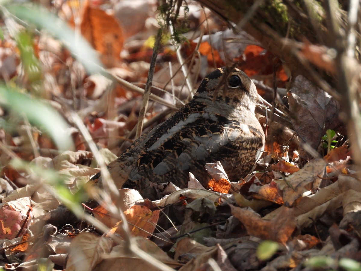 American Woodcock - ML643794404