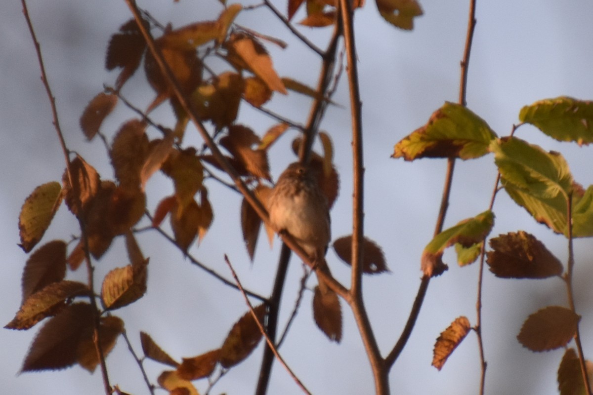 Vesper Sparrow - ML643794412