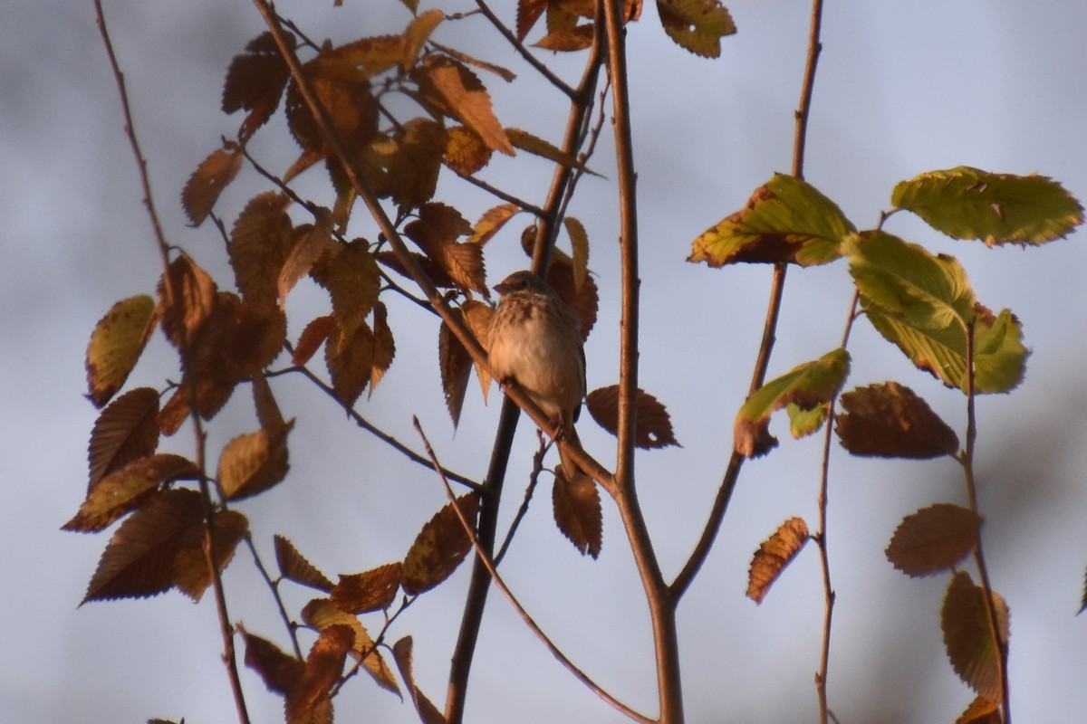 Vesper Sparrow - ML643794413