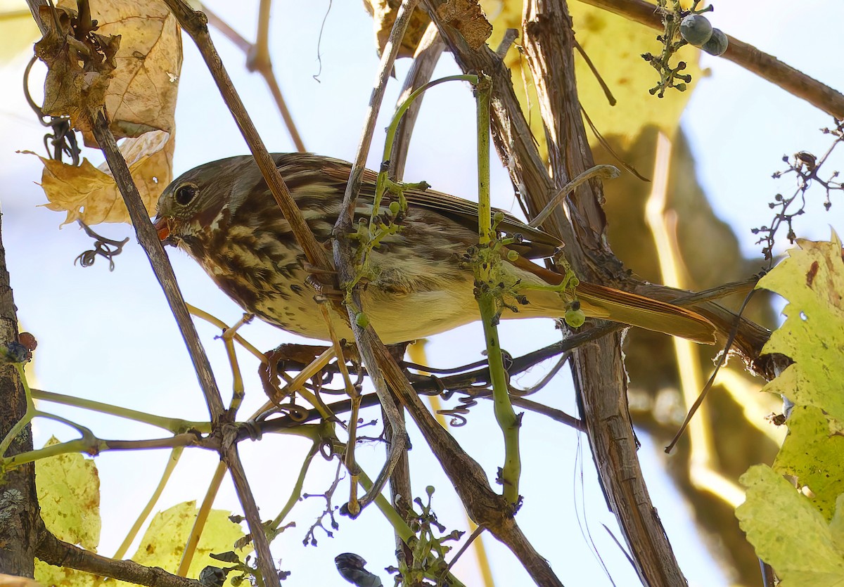 Fox Sparrow - ML643794414