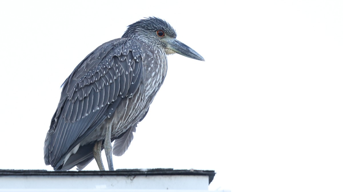 Yellow-crowned Night Heron - ML643794416
