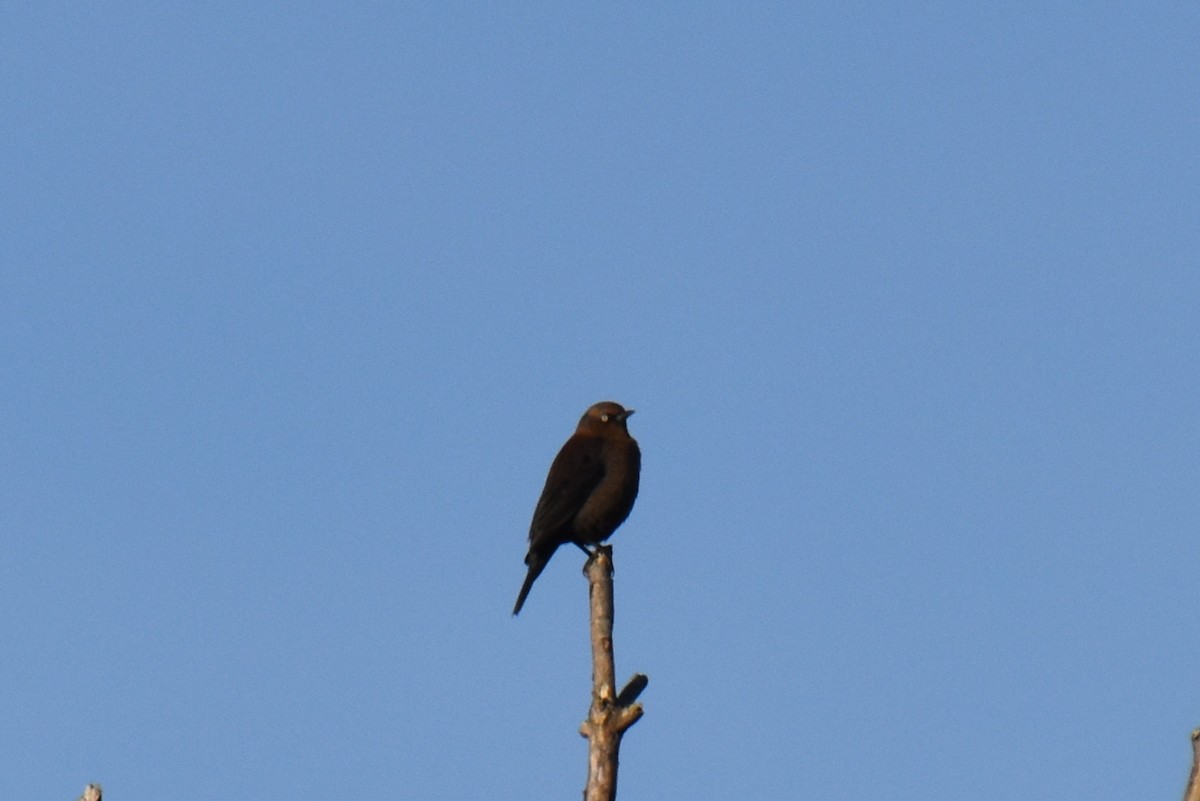 Rusty Blackbird - ML643794419