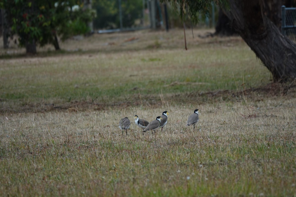 Masked Lapwing - ML643794423